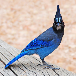 Bryce - Peekaboo Loop Trail - Stellar's Jay